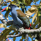 Toucan bleu