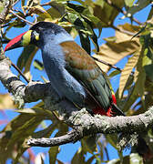 Grey-breasted Mountain Toucan