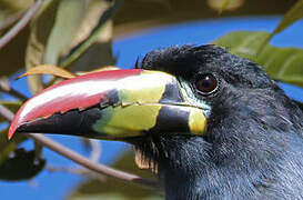 Grey-breasted Mountain Toucan