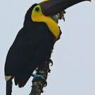 Toucan du Chocó