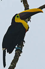 Toucan du Chocó