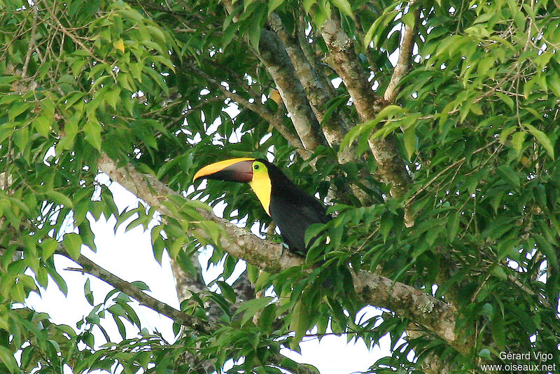 Yellow-throated Toucanadult