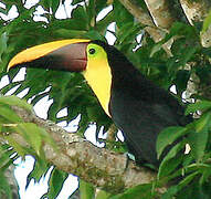 Yellow-throated Toucan