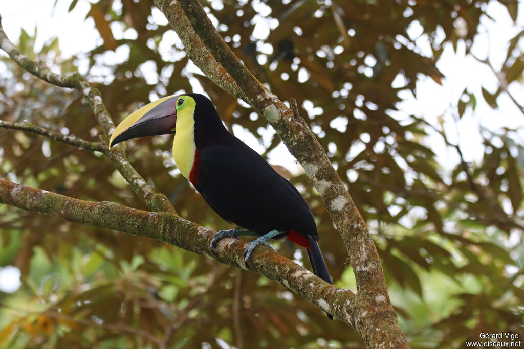 Yellow-throated Toucanadult