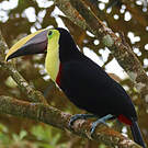 Toucan tocard