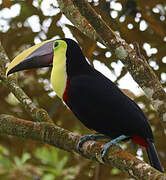 Yellow-throated Toucan