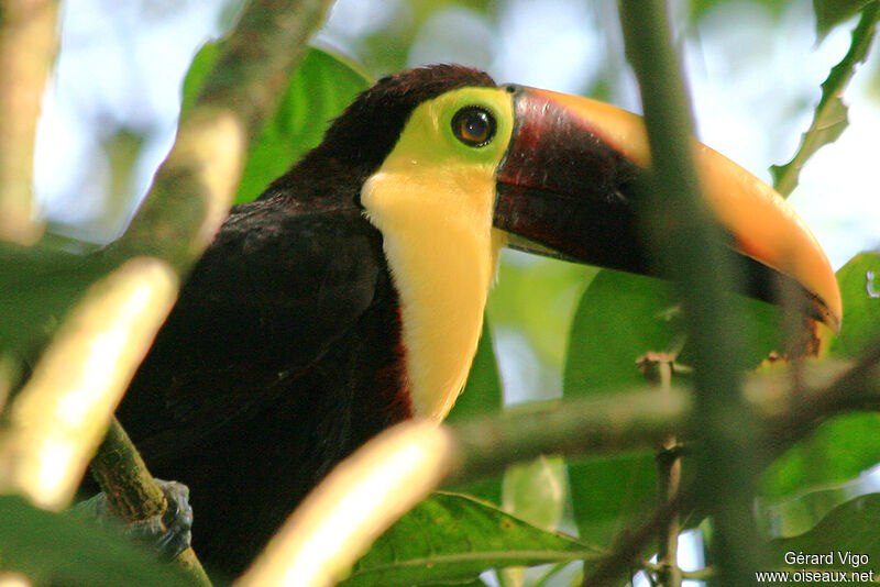 Yellow-throated Toucanadult