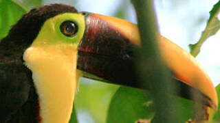 Yellow-throated Toucan