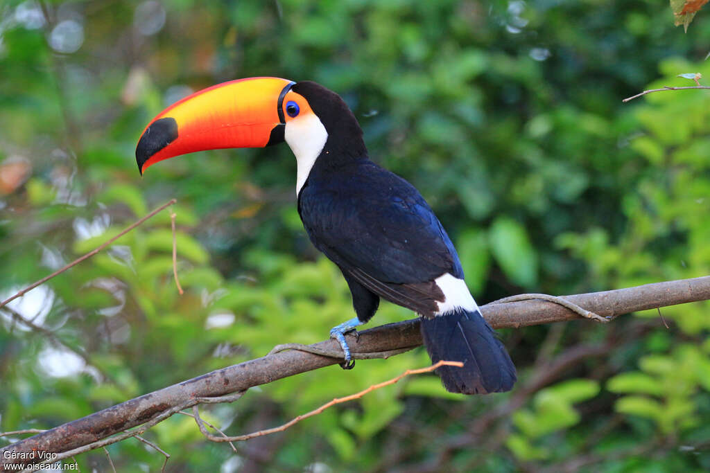 Toucan tocoadulte, pigmentation