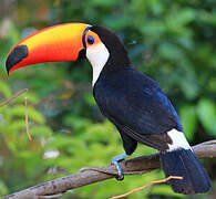 Toco Toucan