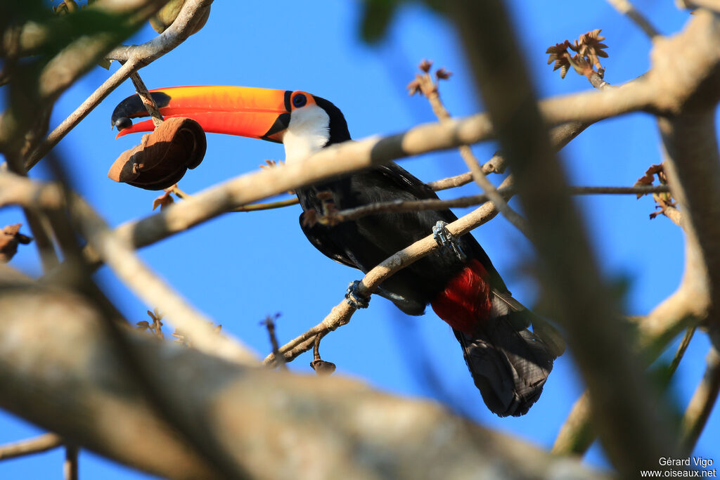 Toucan tocoadulte, mange