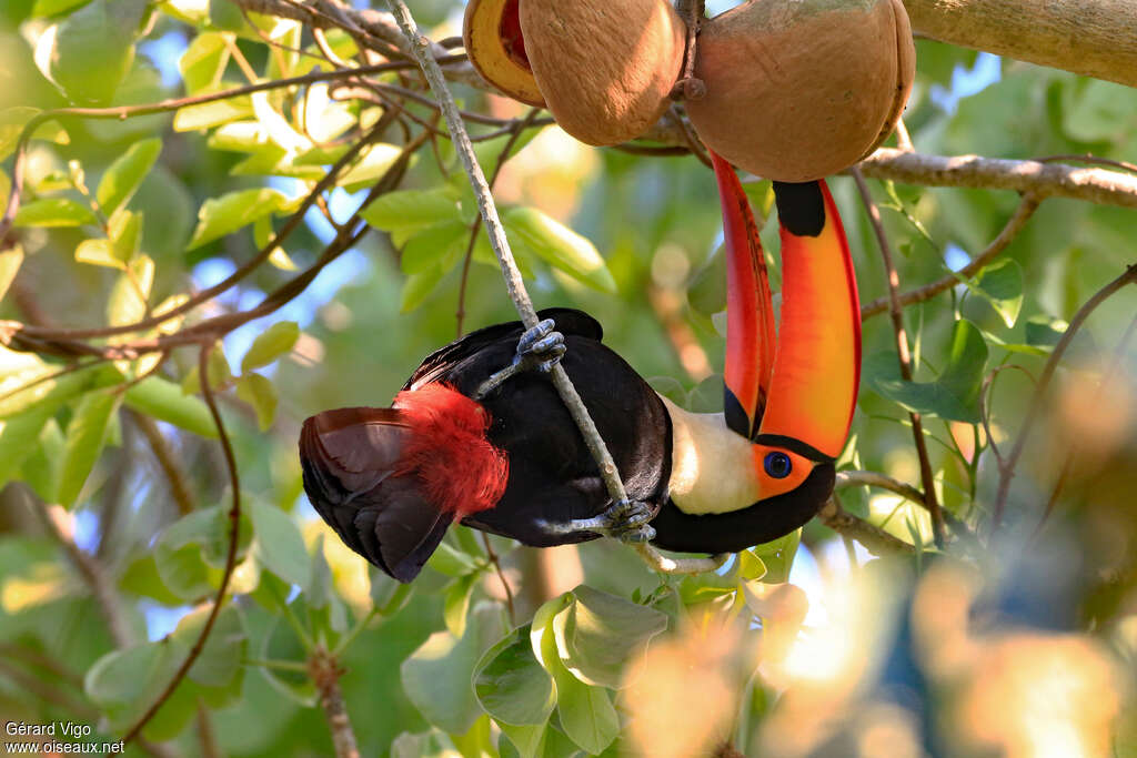 Toucan tocoadulte, mange