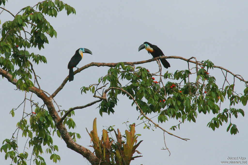 Toucan vitellinadulte