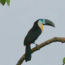 Toucan vitellin
