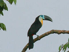 Channel-billed Toucan