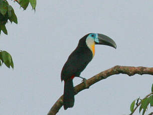 Toucan vitellin