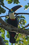 Channel-billed Toucan