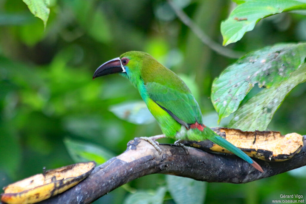 Crimson-rumped Toucanetadult