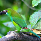 Toucanet à croupion rouge