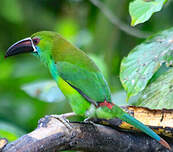 Toucanet à croupion rouge