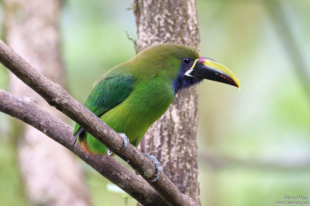 Blue-throated Toucanetadult