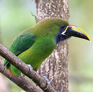 Toucanet à gorge bleue