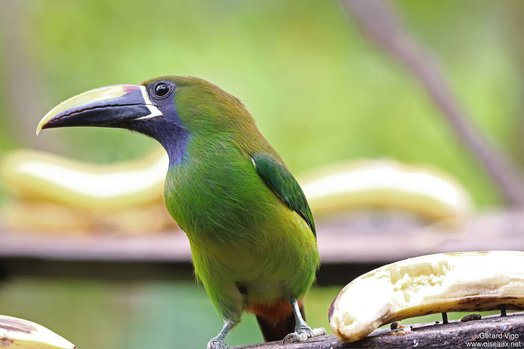 Blue-throated Toucanetadult