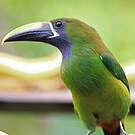 Toucanet à gorge bleue