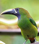 Toucanet à gorge bleue