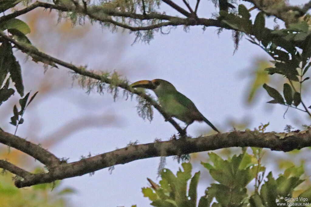 Toucanet émeraude