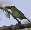 Toucanet émeraude