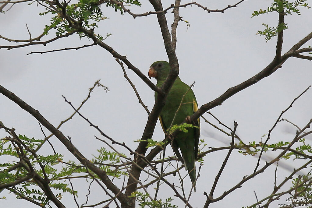 White-winged Parakeetadult