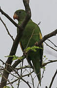 White-winged Parakeet