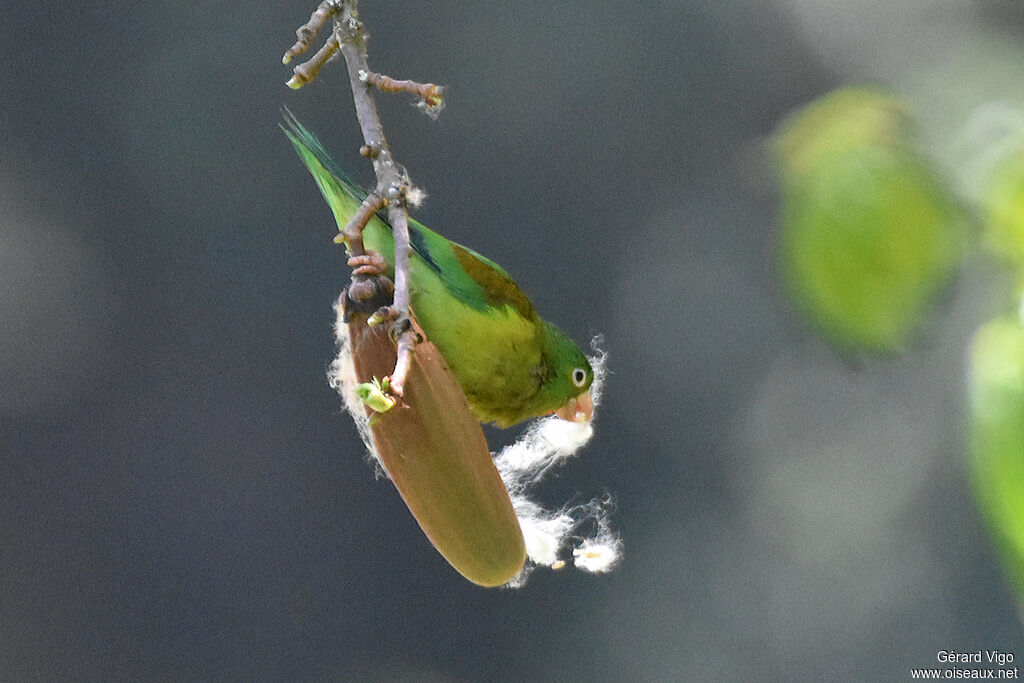 Orange-chinned Parakeetadult