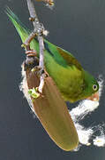 Orange-chinned Parakeet