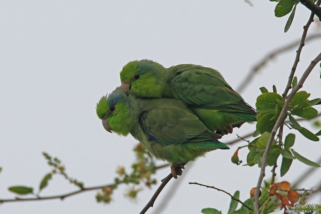 Pacific Parrotletadult