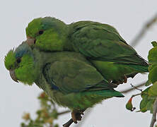 Pacific Parrotlet