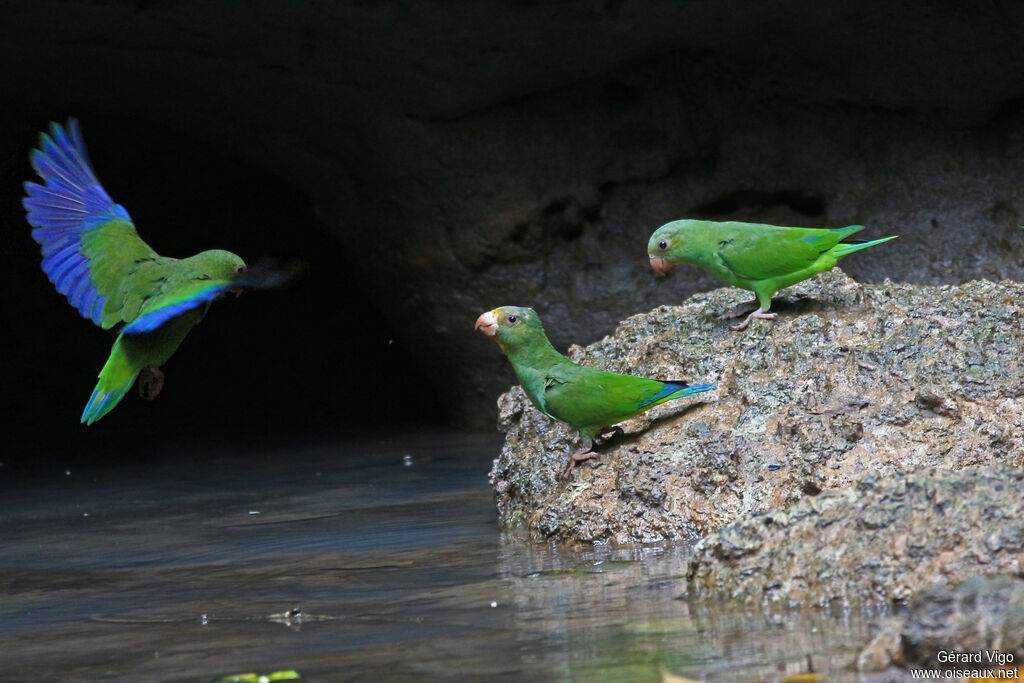 Cobalt-winged Parakeetadult, pigmentation, drinks