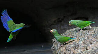 Cobalt-winged Parakeet