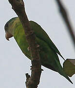 Grey-cheeked Parakeet