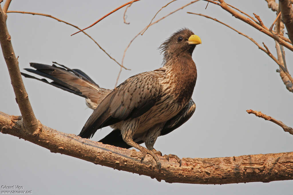 Touraco grisadulte, identification