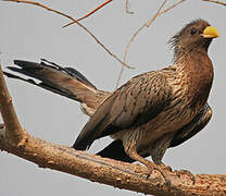 Western Plantain-eater