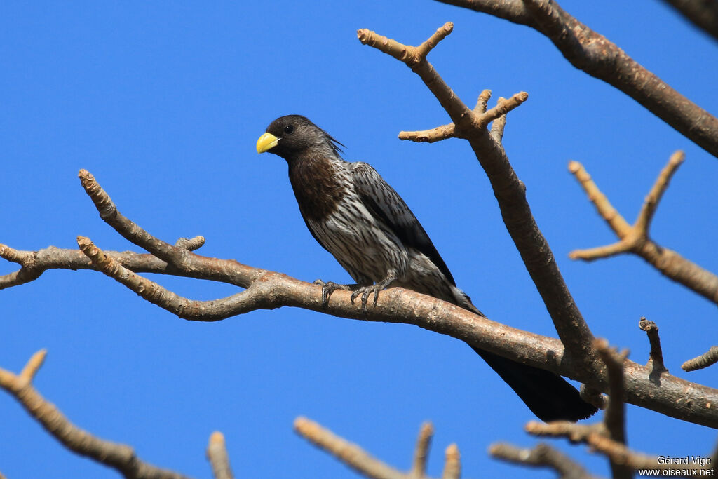 Western Plantain-eateradult