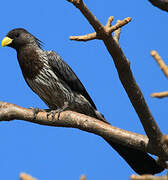 Western Plantain-eater