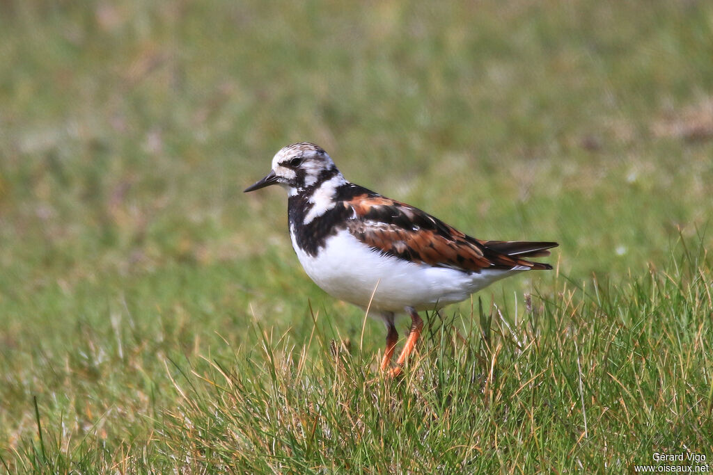 Ruddy Turnstoneadult breeding