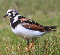 Ruddy Turnstone