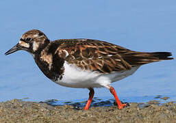 Ruddy Turnstone