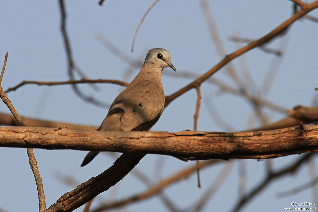 Black-billed Wood Doveadult