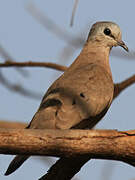 Black-billed Wood Dove