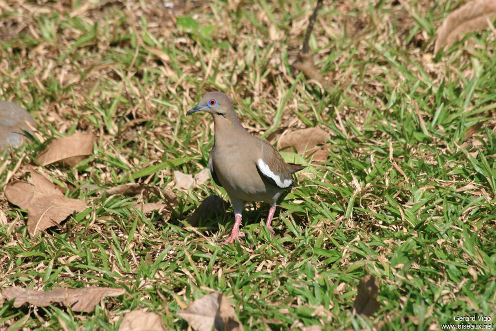 Tourterelle à ailes blanchesadulte